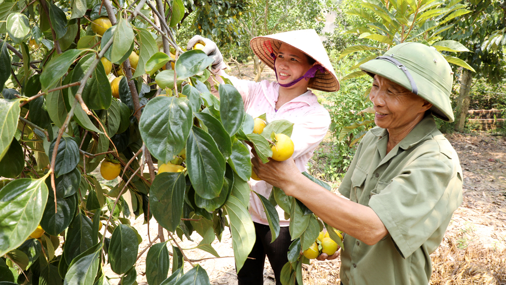 Ông Đào Văn Hùng, xã Đông Phú (Lục Nam) thu hoạch hồng nhân hậu.